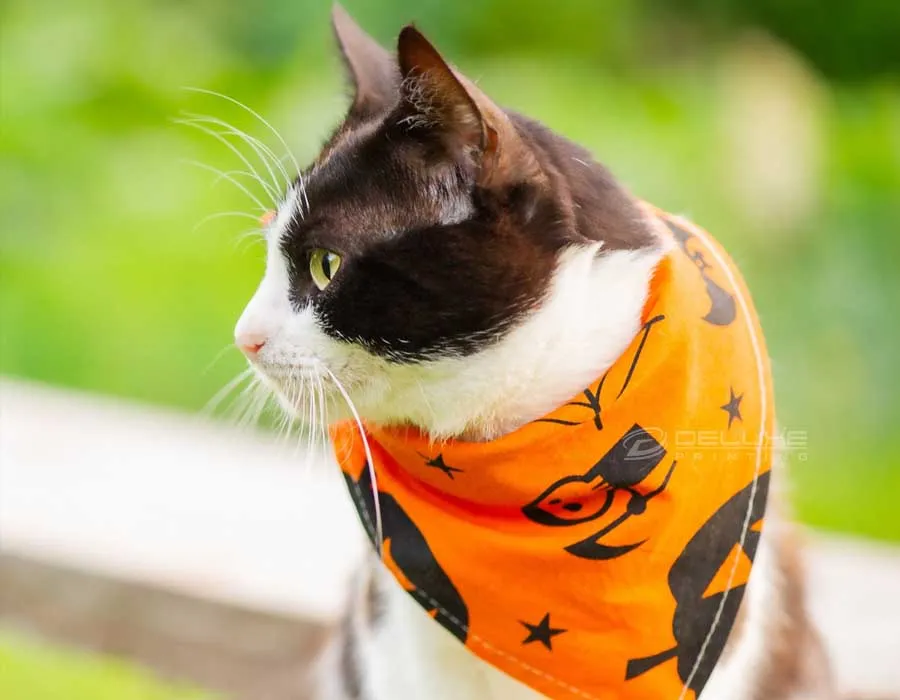 Cat Bandana in Dubai