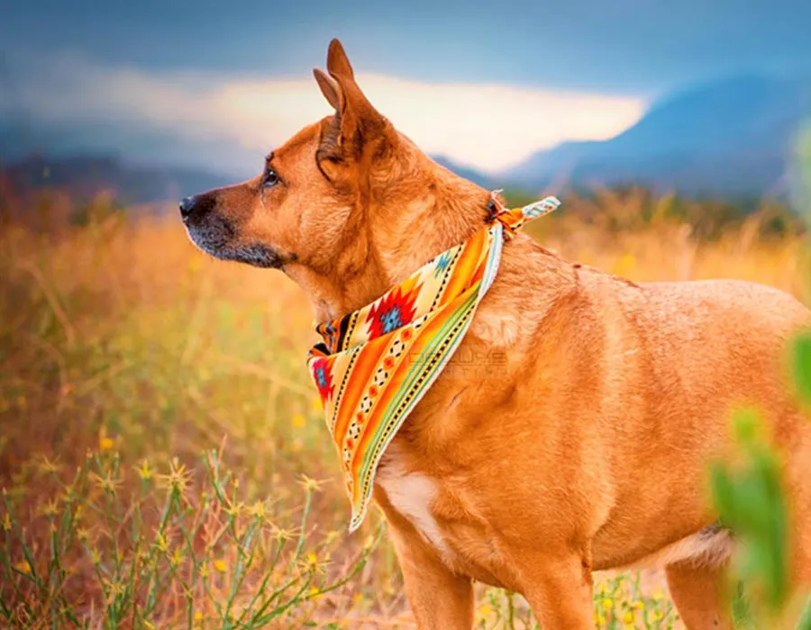 Dog Bandana in Dubai