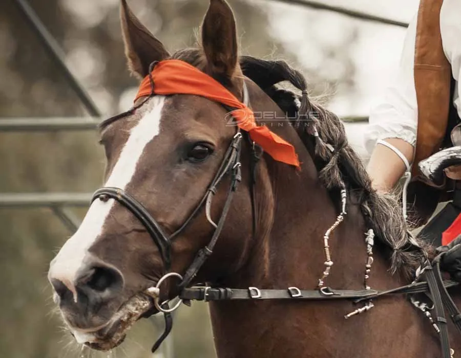 Horse Bandana in Dubai